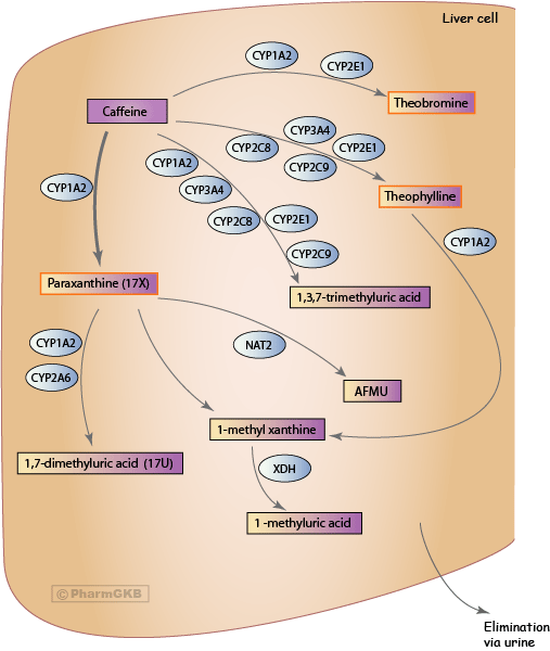 Caffeine Pathway, Pharmacokinetics