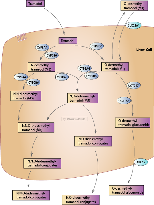 Tramadol excretion of metabolism and