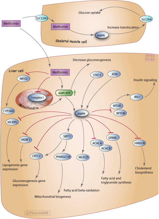 Metformin and glucose metabolism