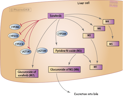 Sorafenib Pharmacokinetics