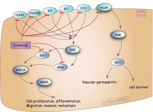 sorafenib mechanism of action