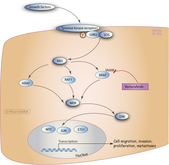 Vemurafenib Pathway, Pharmacodynamics