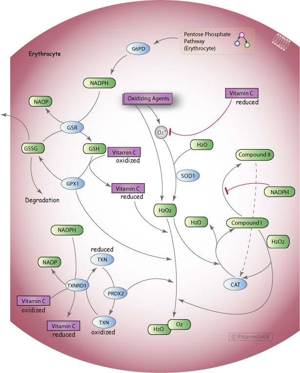 Benzodiazepine Metabolism Chart