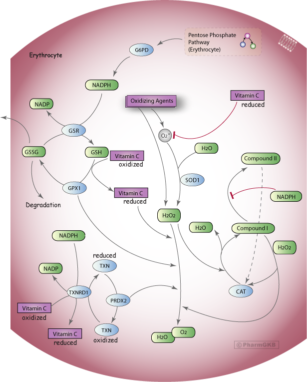 Oxidative Stress Regulatory Pathway (Erythrocyte)