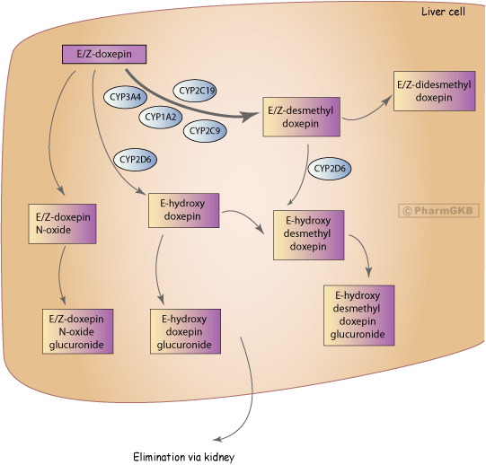 Doxepin Pathway, Pharmacokinetics Doxepin Pathway, Pharmacokinetics