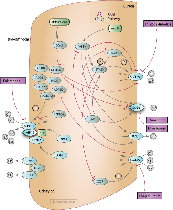 Diuretics Pathway, Pharmacodynamics