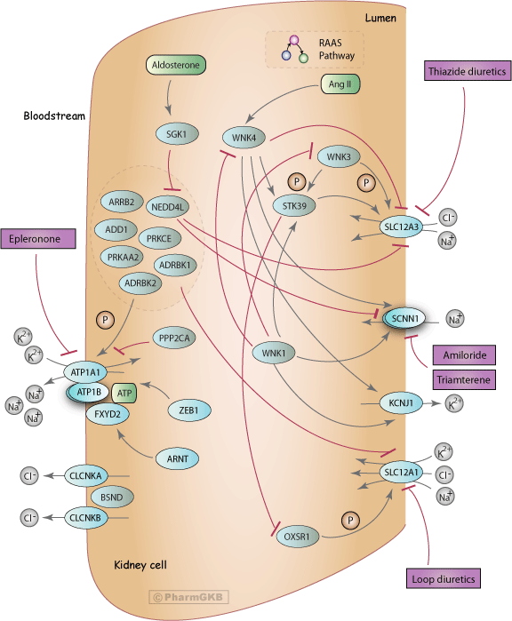 furosemide mechanism of action