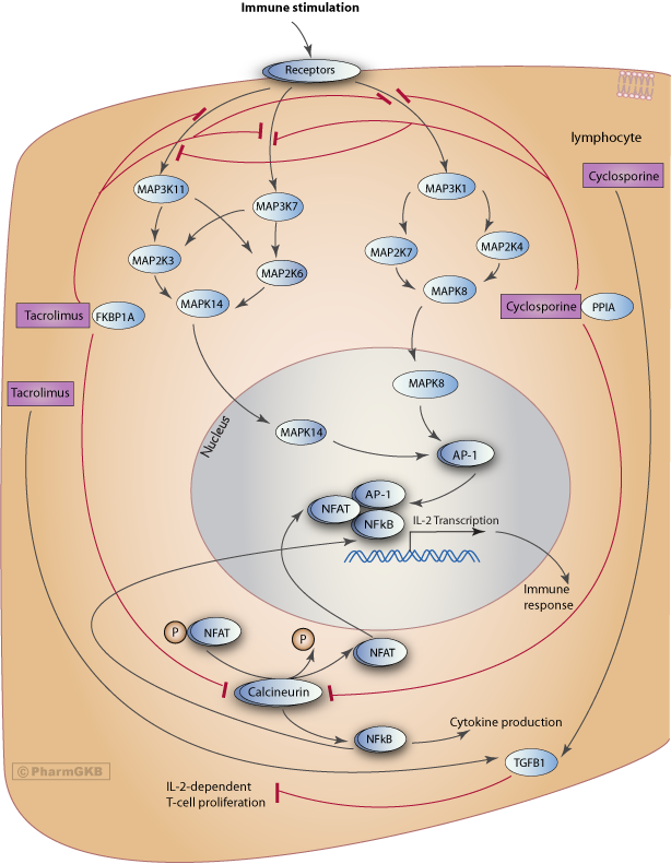 Tacrolimus/Cyclosporine Pathway, Pharmacodynamics