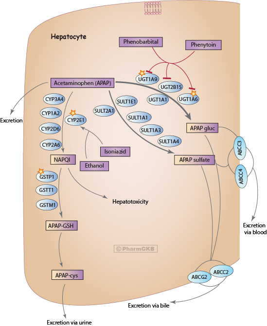 acetaminophen and alcohol metabolism