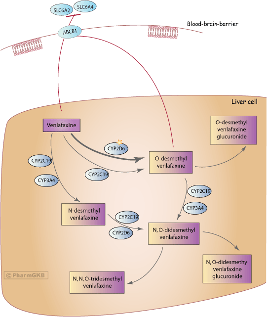 Venlafaxine Pathway, Pharmacokinetics