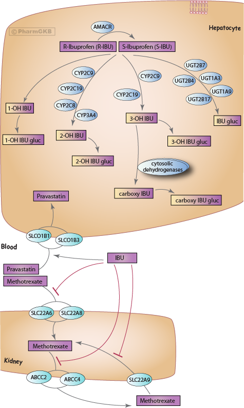 Ibuprofen Pathway Pharmacokinetics