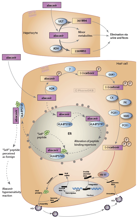 Abacavir Pathway, Pharmacokinetics/Pharmacodynamics