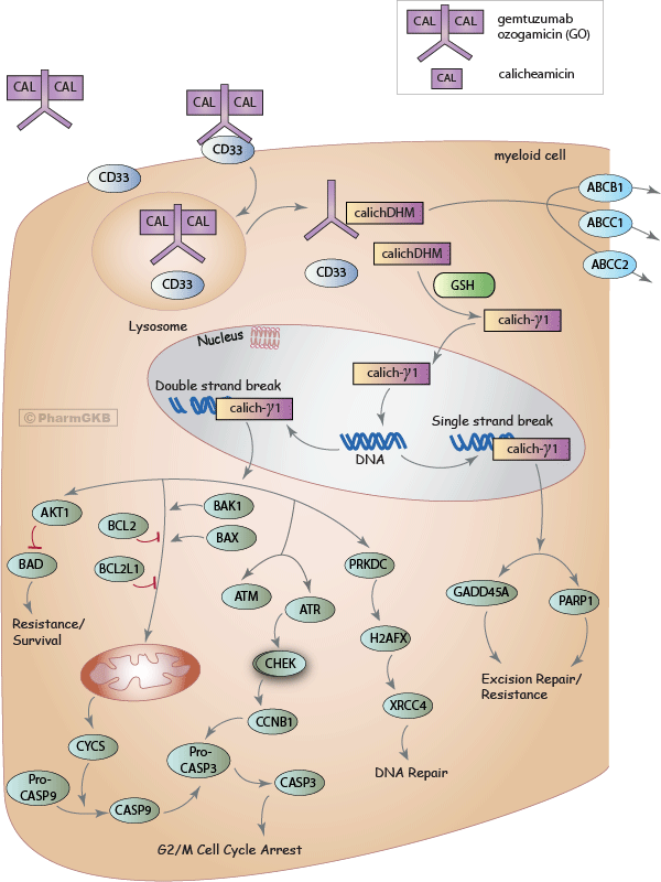 Gemtuzumab ozogamicin Pathway, Pharmacokinetics/Pharmacodynamics