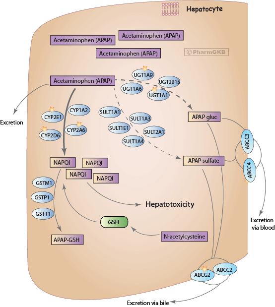 Toxicity pathways. Toxicity pathways describe the processes by