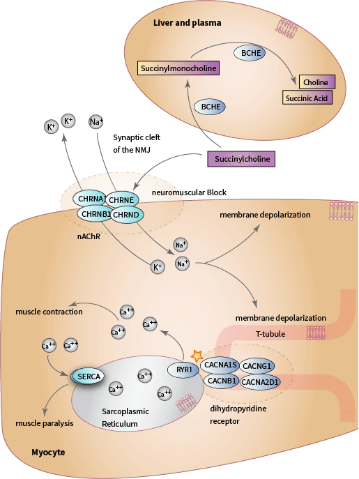 succinylcholine