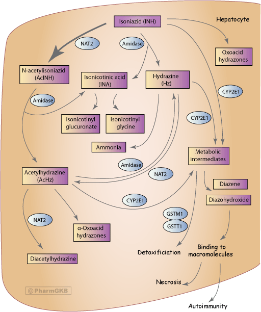 Isoniazid Pathway Pharmacokinetics