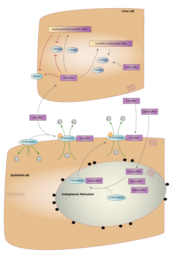 Ivacaftor and Lumacaftor 途徑, 藥物動力學/藥效學圖