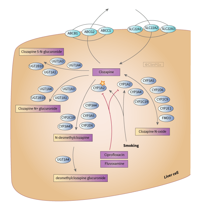 Clozapine Pathway, Pharmacokinetics diagram