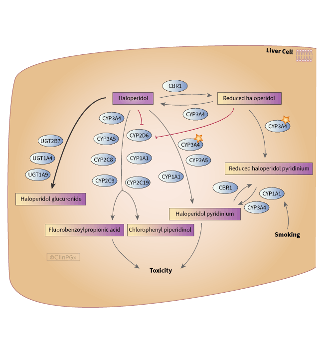Haloperidol Pathway, Pharmacokinetics diagram