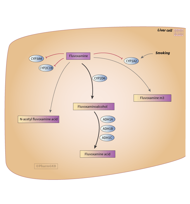 fluvoxamine 途徑, 藥物動力學圖