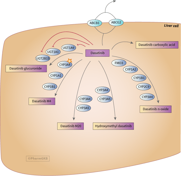 Dasatinib Pathway, Pharmacokinetics diagram