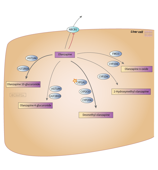 Olanzapine Pathway, Pharmacokinetics diagram