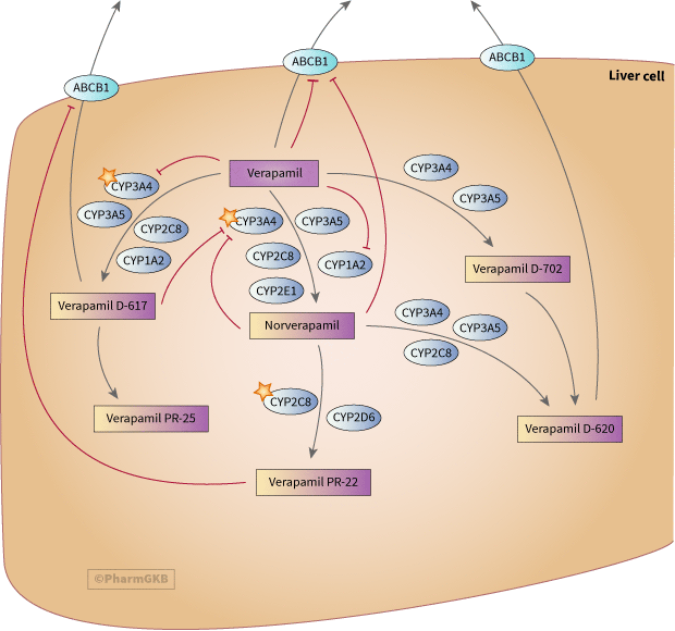 Verapamil Pathway, Pharmacokinetics diagram