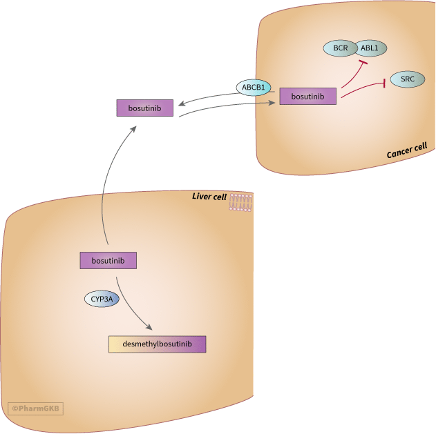 Bosutinib Pathway, Pharmacokinetics/Pharmacodynamics diagram