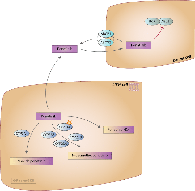 Ponatinib Pathway, Pharmacokinetics/Pharmacodynamics diagram
