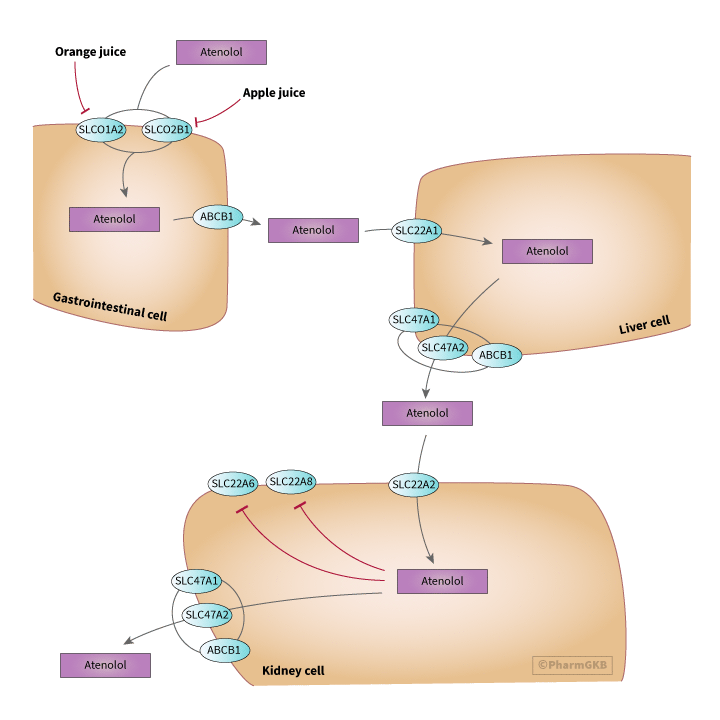 Atenolol Pathway, Pharmacokinetics diagram