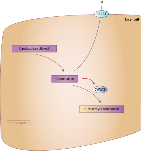 Candesartan Pathway, Pharmacokinetics diagram