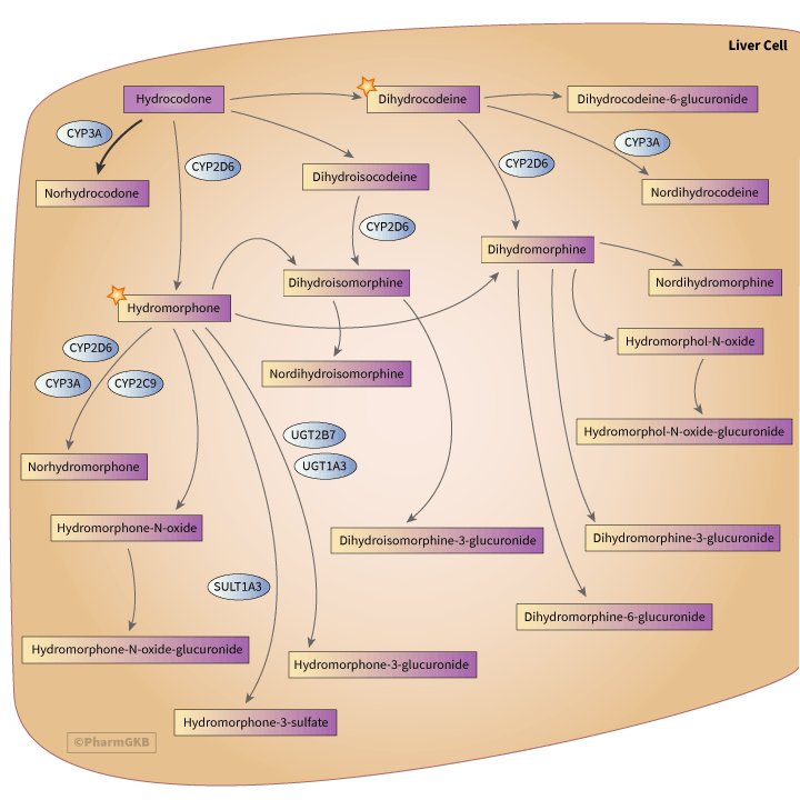 Opioid Analgesic An Overview ScienceDirect Topics, 47% OFF