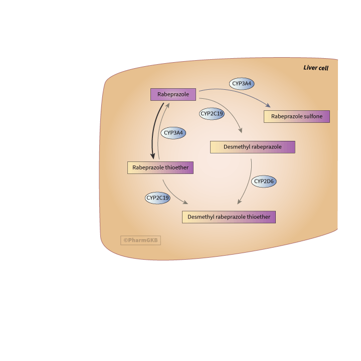 Rabeprazole 途徑, 藥物動力學圖