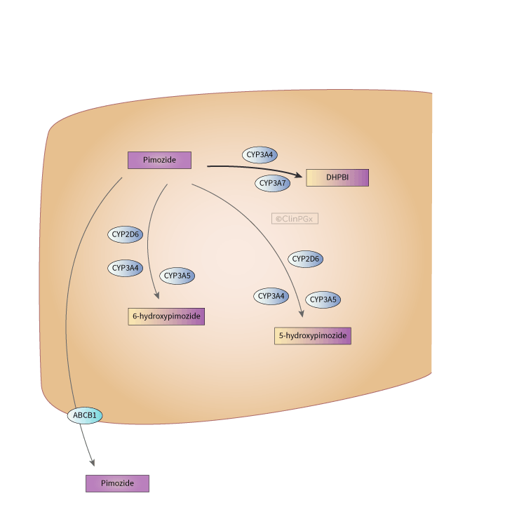 Pimozide Pathway, Pharmacokinetics diagram