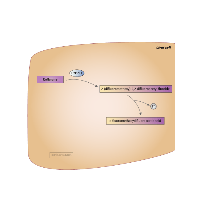 enflurane 途徑, 藥物動力學圖