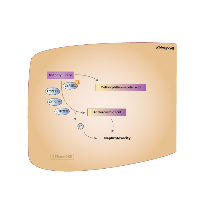 Methoxyflurane 途徑, 藥物動力學圖