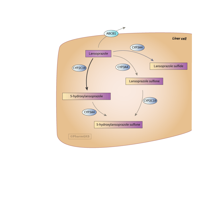 lansoprazole 途徑, 藥物動力學圖