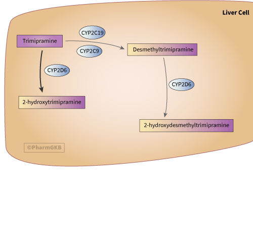 Trimipramine 途徑, 藥物動力學圖