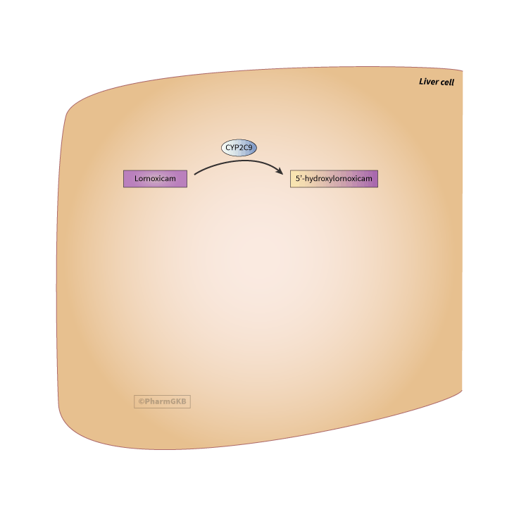 lornoxicam 途徑, 藥物動力學圖