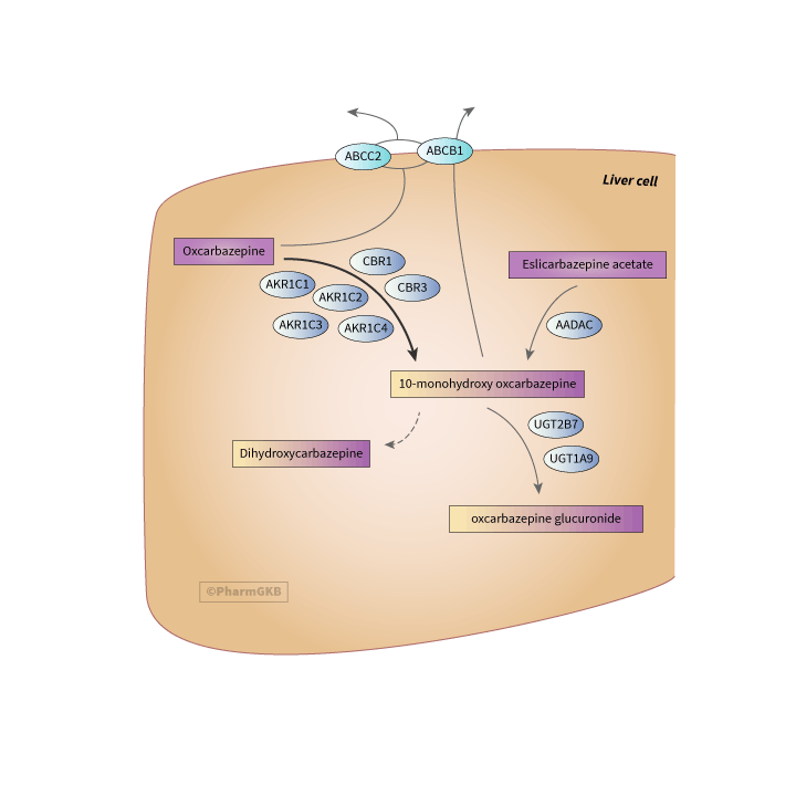 Oxcarbazepine 途徑, 藥物動力學圖