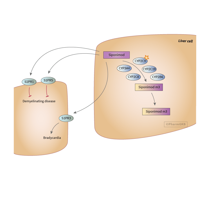 Siponimod Pathway, Pharmacokinetics/Pharmacodynamics diagram