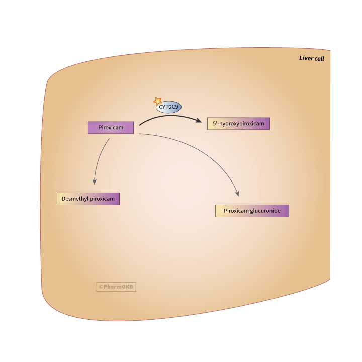 Piroxicam 途徑, 藥物動力學圖