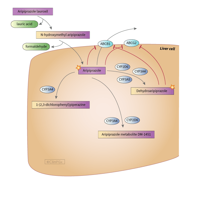 Aripiprazole Pathway, Pharmacokinetics diagram