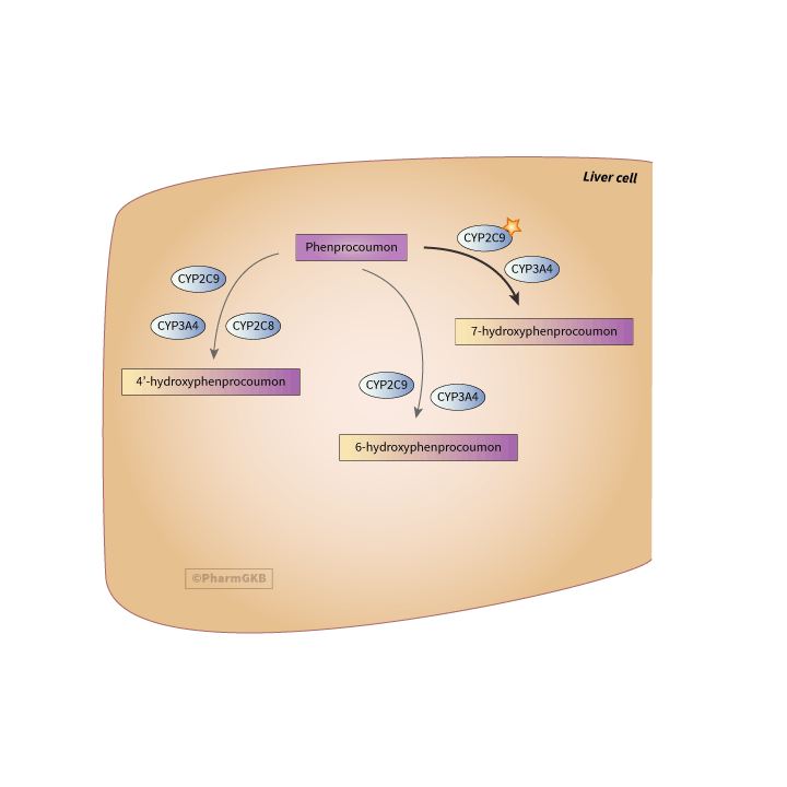 Phenprocoumon Pathway, Pharmacokinetics diagram