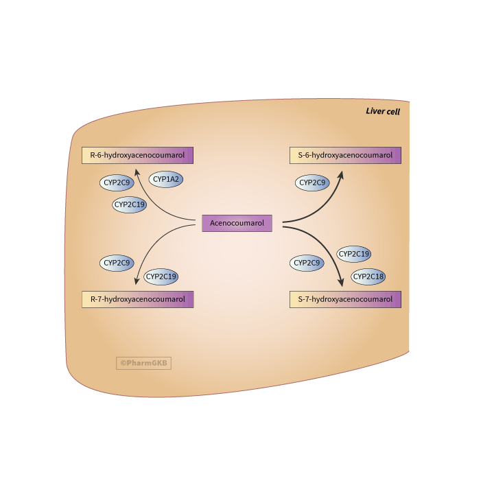 Acenocoumarol Pathway, Pharmacokinetics diagram