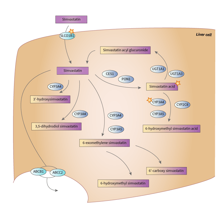simvastatin 途徑, 藥物動力學圖