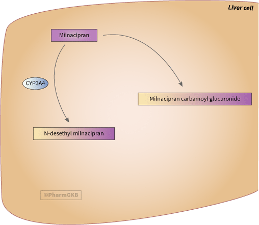 In Progress: Milnacipran Pathway, Pharmacokinetics diagram