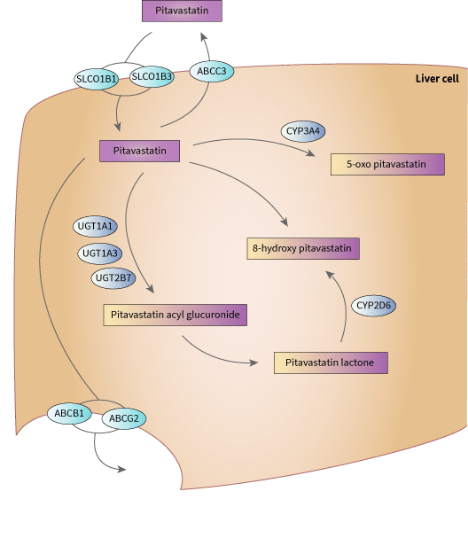 Pitavastatin 途徑, 藥物動力學圖