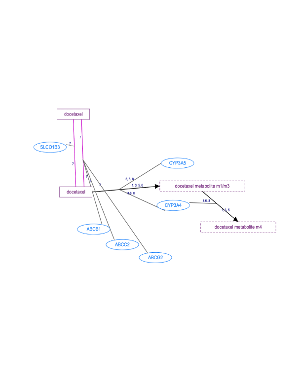 In progress: Docetaxel Pathway, Pharmacokinetics diagram