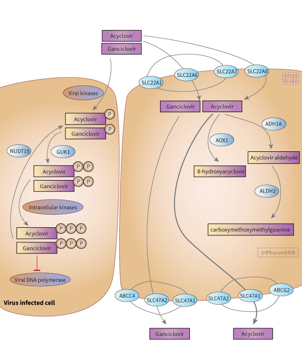 acyclovir dose for herpes labialis